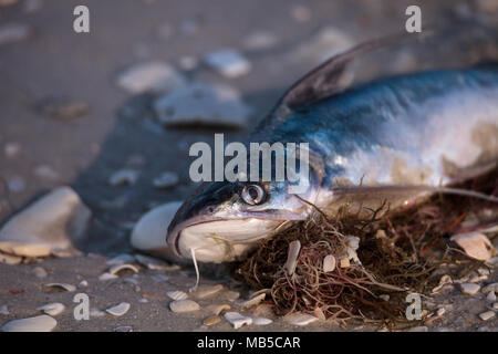 Red Tide Ursachen Fisch tot auf Delnor-Wiggins Pass State Park Strand in Naples, Florida waschen Stockfoto