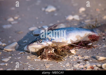 Red Tide Ursachen Fisch tot auf Delnor-Wiggins Pass State Park Strand in Naples, Florida waschen Stockfoto