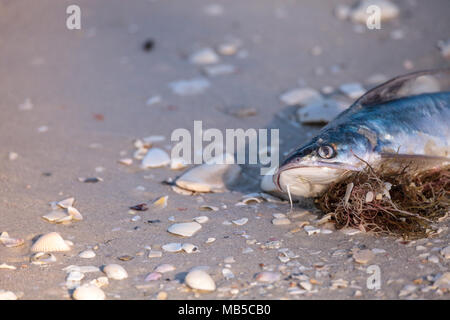 Red Tide Ursachen Fisch tot auf Delnor-Wiggins Pass State Park Strand in Naples, Florida waschen Stockfoto