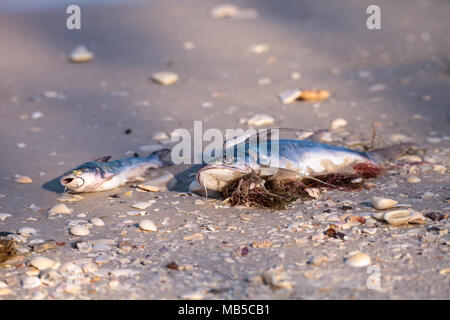 Red Tide Ursachen Fisch tot auf Delnor-Wiggins Pass State Park Strand in Naples, Florida waschen Stockfoto