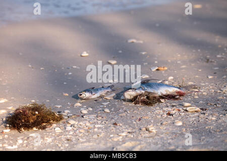 Red Tide Ursachen Fisch tot auf Delnor-Wiggins Pass State Park Strand in Naples, Florida waschen Stockfoto