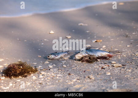 Red Tide Ursachen Fisch tot auf Delnor-Wiggins Pass State Park Strand in Naples, Florida waschen Stockfoto