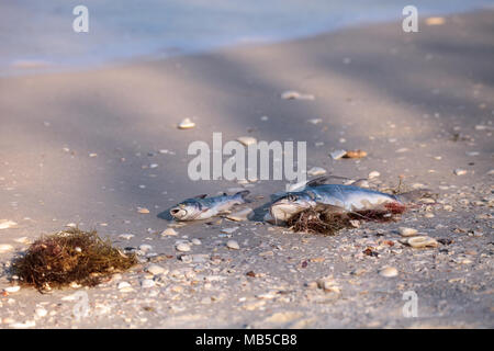 Red Tide Ursachen Fisch tot auf Delnor-Wiggins Pass State Park Strand in Naples, Florida waschen Stockfoto