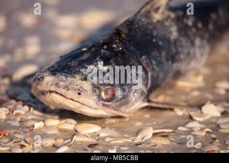 Red Tide Ursachen Fisch tot auf Delnor-Wiggins Pass State Park Strand in Naples, Florida waschen Stockfoto