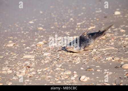 Red Tide Ursachen Fisch tot auf Delnor-Wiggins Pass State Park Strand in Naples, Florida waschen Stockfoto