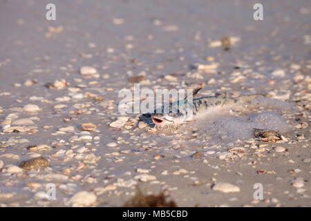 Red Tide Ursachen Fisch tot auf Delnor-Wiggins Pass State Park Strand in Naples, Florida waschen Stockfoto