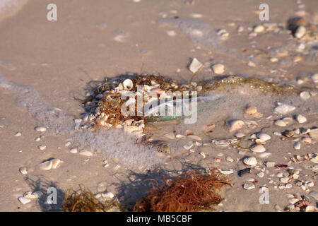 Red Tide Ursachen Fisch tot auf Delnor-Wiggins Pass State Park Strand in Naples, Florida waschen Stockfoto