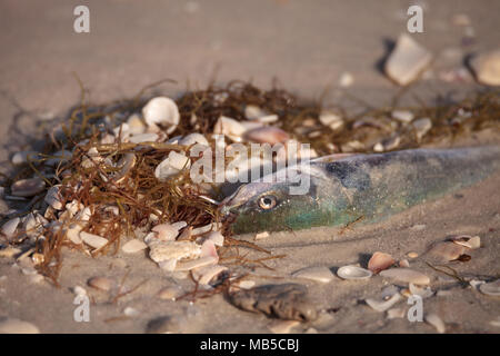 Red Tide Ursachen Fisch tot auf Delnor-Wiggins Pass State Park Strand in Naples, Florida waschen Stockfoto