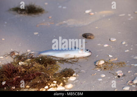 Red Tide Ursachen Fisch tot auf Delnor-Wiggins Pass State Park Strand in Naples, Florida waschen Stockfoto