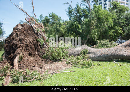 DARWIN, NT, Australien - März 18,2018: Cyclone Schäden mit großen entwurzelte Baum- und Mehrfamilienhaus in Darwin, Australien Stockfoto