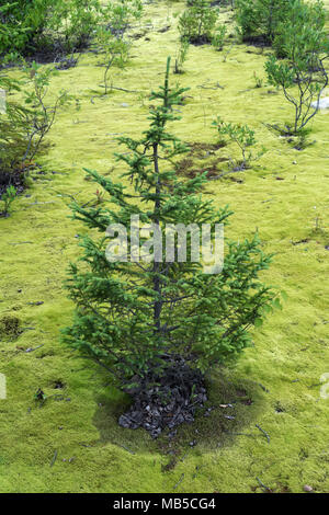 Einen kleinen Tannenbaum auf einem Bett von Haar cap Moss in den Monts Valin Region, Provinz Quebec, Kanada wächst. Stockfoto