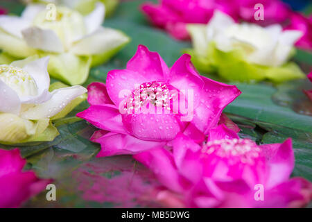 Nahaufnahme von Weiß und Pink Lotus Blumen blühen im Garten Stockfoto