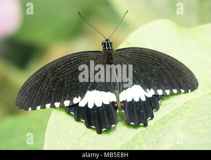 Ordentliche, kleine momons/common Mormon (Papilio polytes) Zurück Nahaufnahme Stockfoto