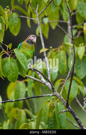 Braun - hooded Papagei-Pyrilia haematotis, schöne bunte Papagei aus Mittelamerika Wald Costa Rica. Stockfoto