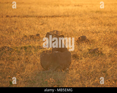 Am frühen Morgen goldene Licht auf erwachsene Frau Löwin (Panthera leo) Gähnen auf Wiesen und Ebenen von mehr Mara, Kenia, Afrika Stockfoto