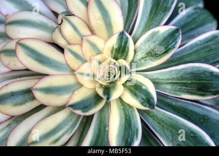 Zentrum einer Aeonium Sunburst anlage Hintergrund Stockfoto