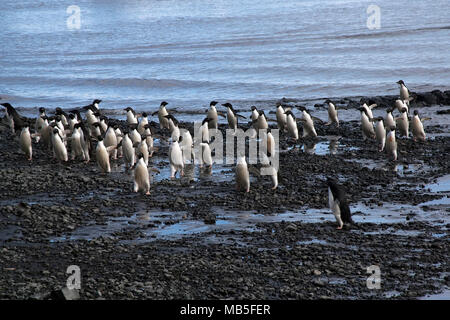 Teufel Insel, Antarktis, Gruppe von adelie Pinguin am Strand ankommen Stockfoto
