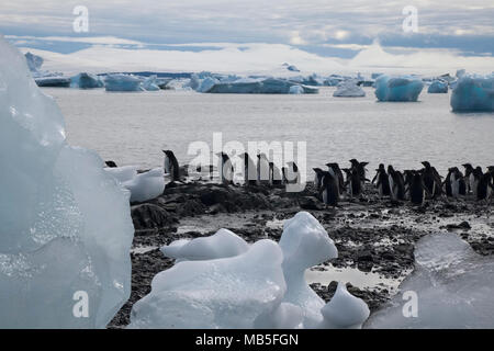 Teufel Insel, Antarktis, Gruppe von Adelie Pinguine in Water's Edge Stockfoto