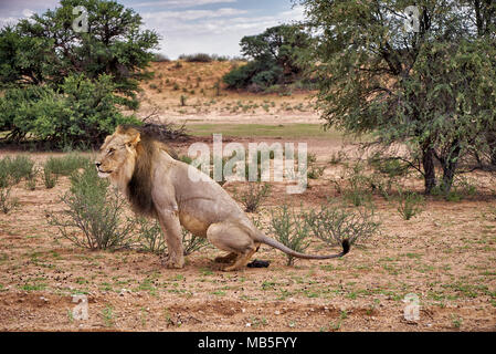 Männliche Löwe auf seinen Morgen Wc, Panthera leo, Kgalagadi Transfrontier Park, Südafrika, Afrika Stockfoto
