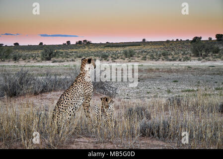 Cheetah mit älteren Cub auf der Pirsch, Acinonyx jubatus, Kgalagadi Transfrontier Park, Südafrika, Afrika Stockfoto