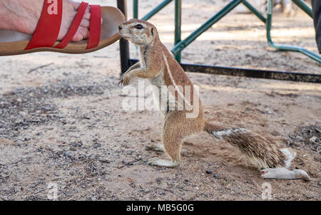 Kap Erdhörnchen, Xerus inauris, am Fuß eines touristischen, Kgalagadi Transfrontier Park, Südafrika, Afrika Stockfoto