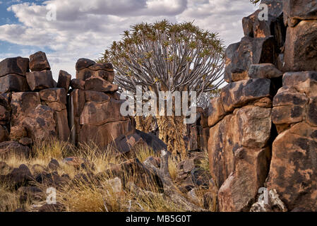Sonnenuntergang im Köcherbaumwald, Aloe dichotoma, Bauernhof Garas, mesosaurus Fossil Site, Keetmanshoop, Namibia, Afrika Stockfoto