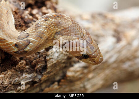 Kopf geschossen Gebändert kukri Schlange (Oligodon fasciolatus) Eine nicht giftige Schlange aber haben scharfe Zähne, hinten in Südostasien gefunden Stockfoto