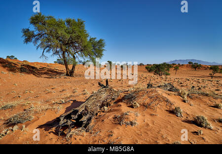 Einsame Landschaft des NamibRand Nature Reserve, Namibia, Afrika Stockfoto