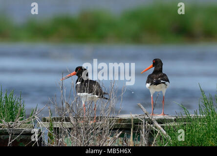 Eurasischen Haemantopus ostralegus Austernfischer, Sardinien, Italien Stockfoto