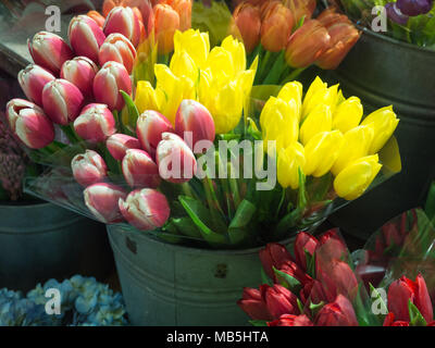 Rosa und weissen und gelben Tulpen für Verkauf im Blumengeschäft Stockfoto