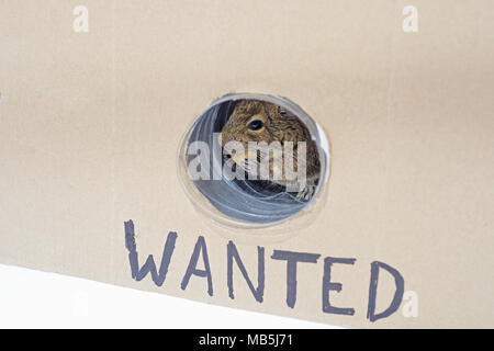 Kleine Australische home Haustier Degu. Auf weissem Hintergrund. Stockfoto