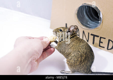 Kleine Australische home Haustier Degu. Auf weissem Hintergrund. Stockfoto