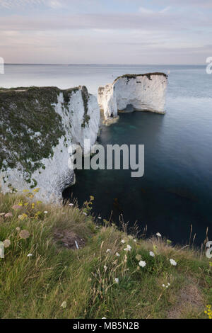 Old Harry Rocks, in der Nähe der St Stockfoto