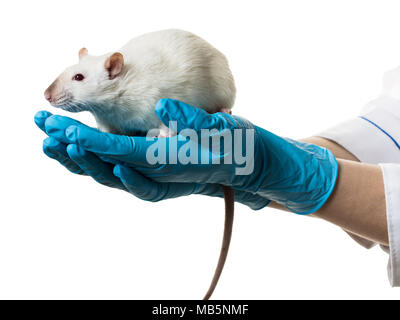 Hände in medizinische Handschuhe halten sie eine Ratte auf weißem Hintergrund Stockfoto