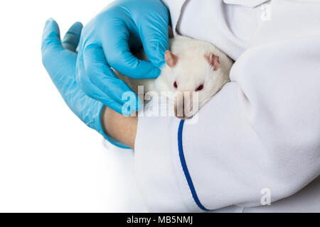 Frau in medizinische Handschuhe hält eine weiße Ratte Stockfoto