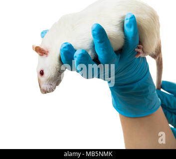 Hände in medizinische Handschuhe halten sie eine Ratte auf weißem Hintergrund Stockfoto