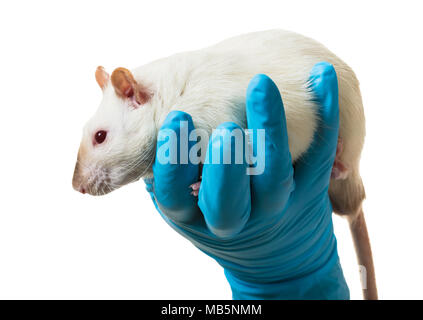 Hände in medizinische Handschuhe halten sie eine Ratte auf weißem Hintergrund Stockfoto