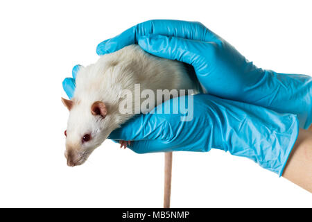 Hände in medizinische Handschuhe halten sie eine Ratte auf weißem Hintergrund Stockfoto