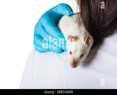 Weiße Ratte sitzt auf der Schulter von einem Tierarzt Stockfoto