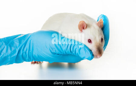 Hand in medizinische Handschuhe halten sie eine Ratte auf weißem Hintergrund Stockfoto