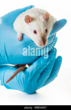 Hände in medizinische Handschuhe halten sie eine Ratte auf weißem Hintergrund Stockfoto