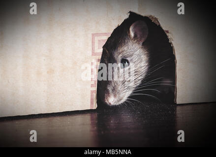 Graue Ratte peeking aus der box close-up Stockfoto