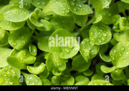 Wachsende junge Pflanzen mit Wassertropfen auf den Blättern Stockfoto