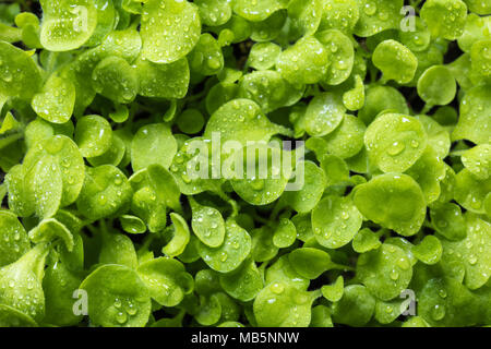 Wachsende junge Pflanzen mit Wassertropfen auf den Blättern Stockfoto