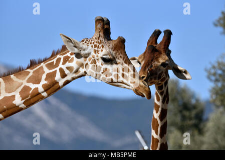 Baringo Giraffen Stockfoto