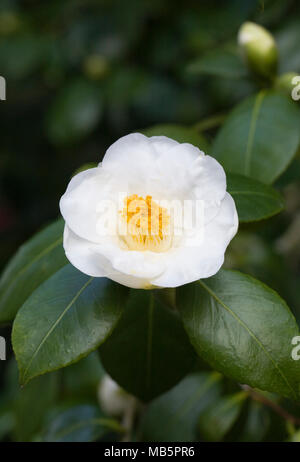 Camellia williamsii Blume im späten Winter. Stockfoto