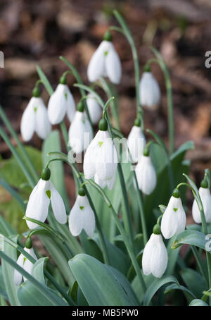 Galanthus elwesii var. monostictus. Stockfoto