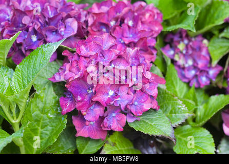 Hydrangea Macrophylla 'Royal Red Blue' Blumen. Stockfoto