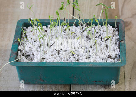 Cosmos Bipinnatus Sämlinge, bereit für heraus stechen. Stockfoto