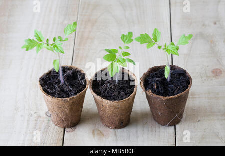 Lycopersicon esculentum. Tomaten Setzlinge auf einer hölzernen Hintergrund. Stockfoto